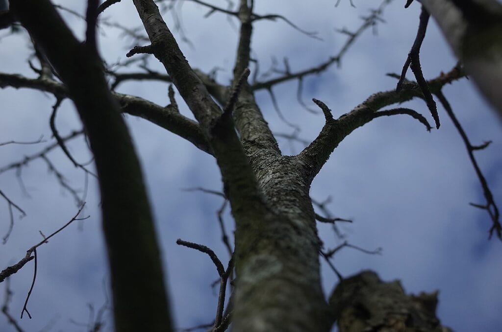 Foto: Trädgren som sträcker sig mot himlen.
En trädgren sträcker sig mot en gråblå himmel. Ut från grenen sträcker och spretar många mindre grenar och kvistar, som om de skapar nya vägar uppåt och utåt. Några kvistar är korta återvändsgränder, de tycks ännu inte vuxit ut till långa och grenade vägar. Runt grenen och dess grenverk som är i fokus, finns mörka suddiga skuggor omgivande grenar.