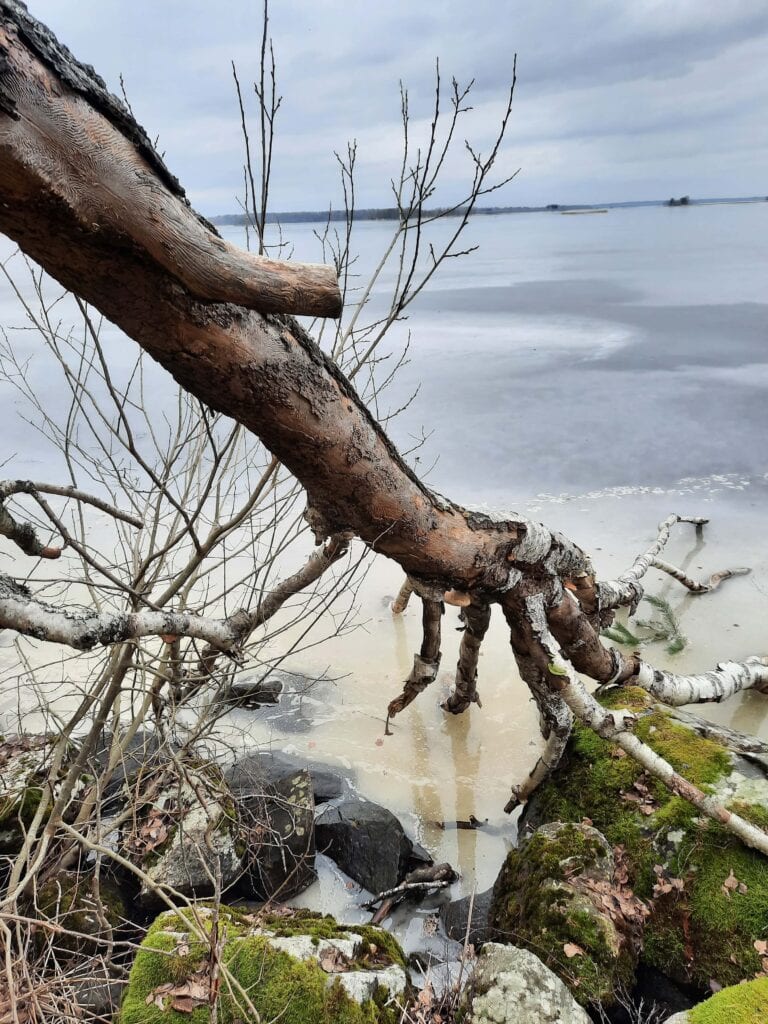 Ett naturfoto vid en stenig strandkant vid en sjö. Tvärs igenom bilden från det vänstra övre hörnet till nedre högra hörnet sträcker sig ett armliknande träd med dess ”gren-fingrar” som doppar sig i vattnet. 